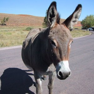 800px-Donkey-01.jpg